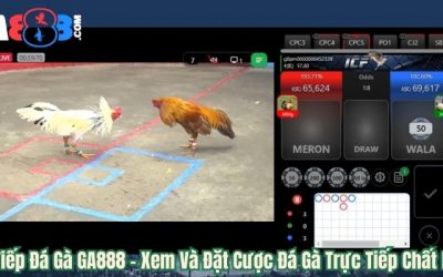 Trực Tiếp Đá Gà GA888 – Xem Và Đặt Cược Đá Gà Trực Tiếp Chất Lượng