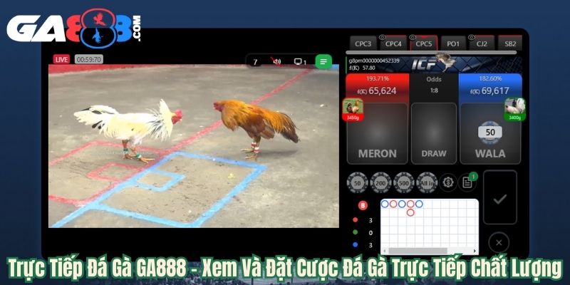 Trực Tiếp Đá Gà GA888 – Xem Và Đặt Cược Đá Gà Trực Tiếp Chất Lượng